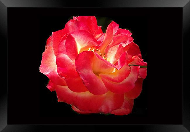 Glowing Rose Framed Print by Brian Beckett