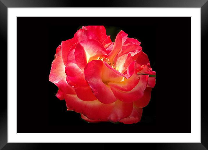 Glowing Rose Framed Mounted Print by Brian Beckett
