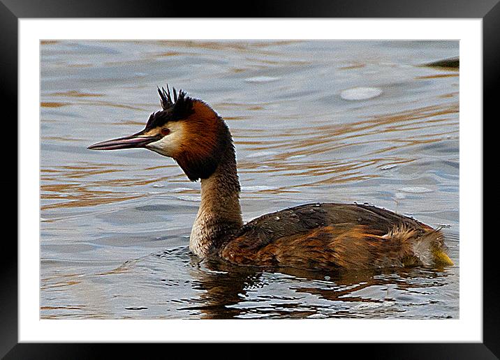 Great Creasted Grebe Framed Mounted Print by Brian Beckett