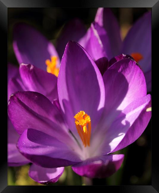 Crocus Framed Print by Brian Beckett