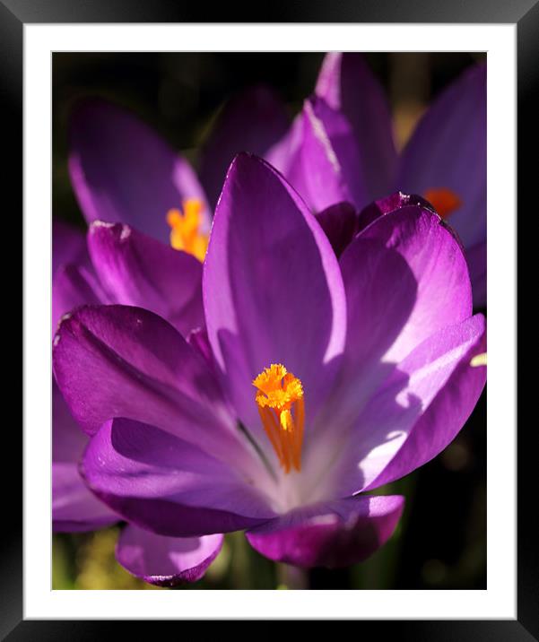 Crocus Framed Mounted Print by Brian Beckett