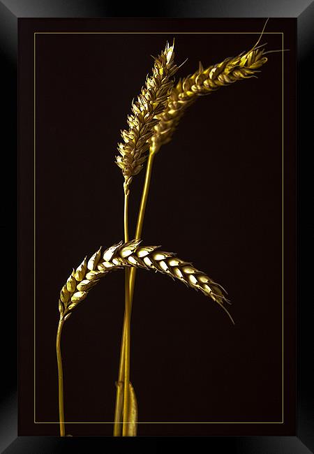 Golden Barley Framed Print by Brian Beckett