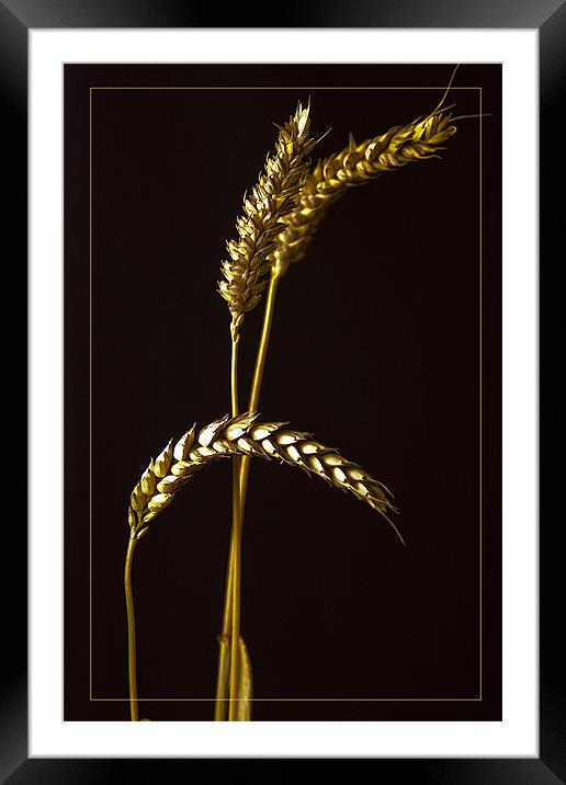 Golden Barley Framed Mounted Print by Brian Beckett