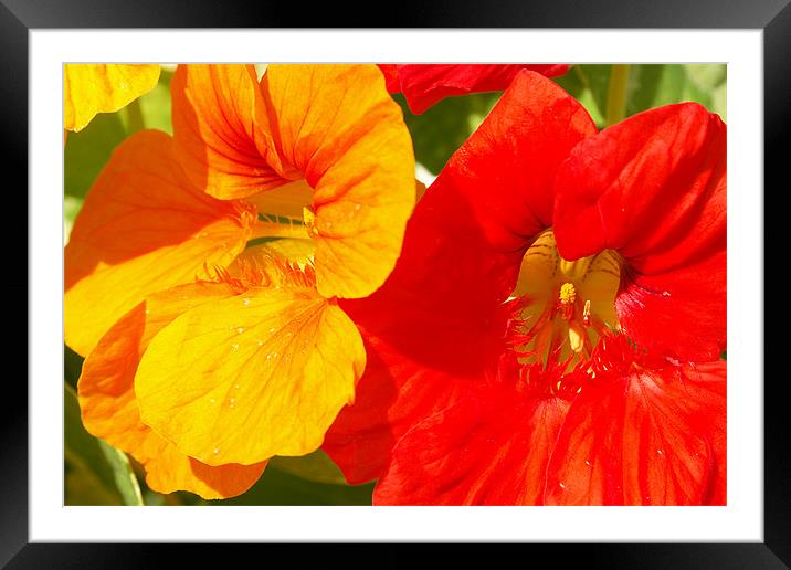 Pansies Framed Mounted Print by Brian Beckett