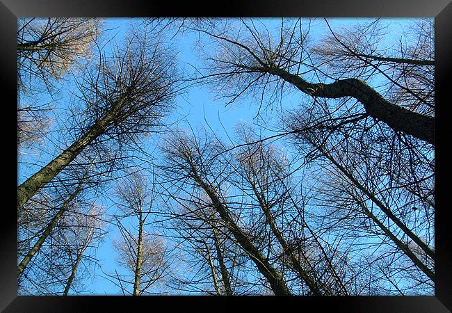 Canopy Framed Print by Brian Beckett