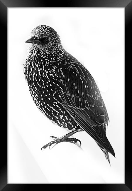 Starling Framed Print by Brian Beckett