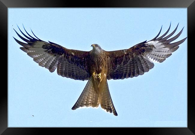 Red Kite Framed Print by Brian Beckett