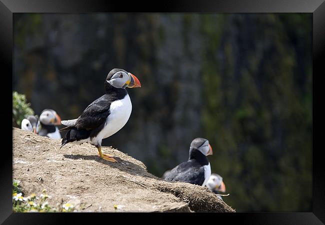 Puffin Framed Print by Brian Beckett