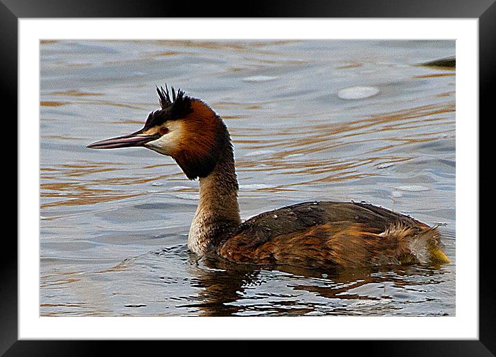 Crested Grebe Framed Mounted Print by Brian Beckett