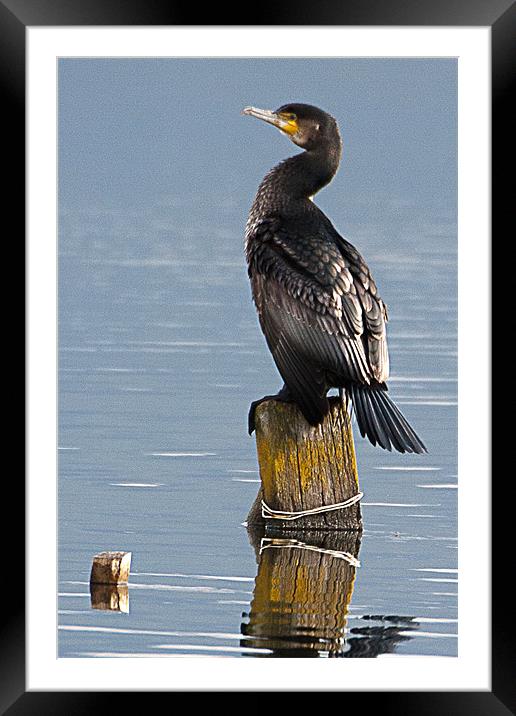 Cormorant Framed Mounted Print by Brian Beckett