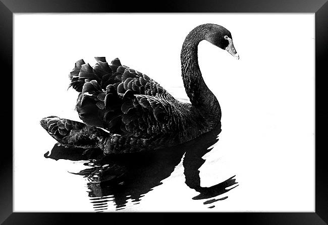 Black Swan Framed Print by Brian Beckett
