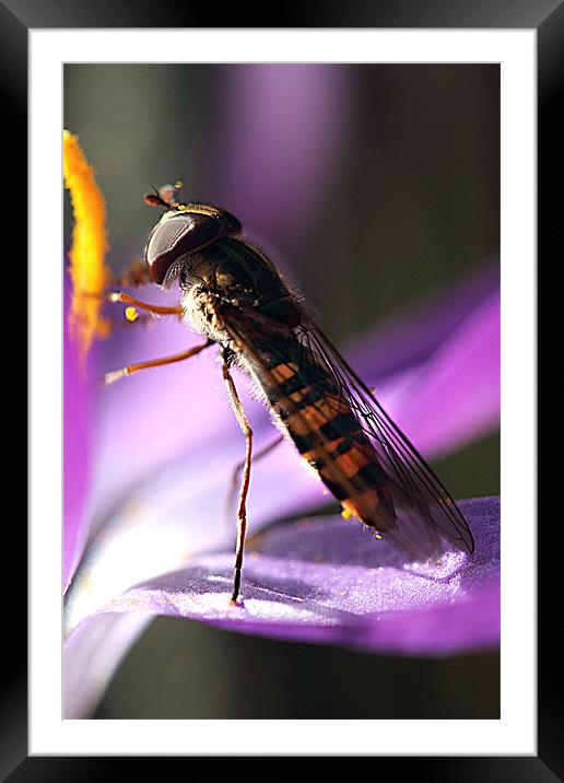 Figwort Wasp Framed Mounted Print by Brian Beckett