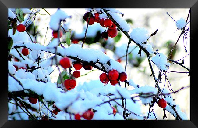 Snow berries Framed Print by John Black