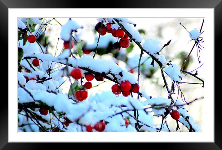 Snow berries Framed Mounted Print by John Black
