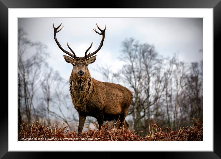 A Glencoe Stag standing in the ferns Framed Mounted Print by John Howie
