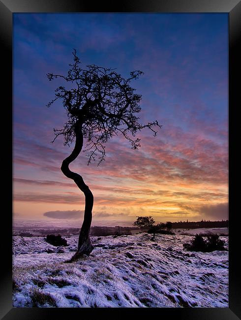 Crooked Tree Framed Print by Paul Appleby