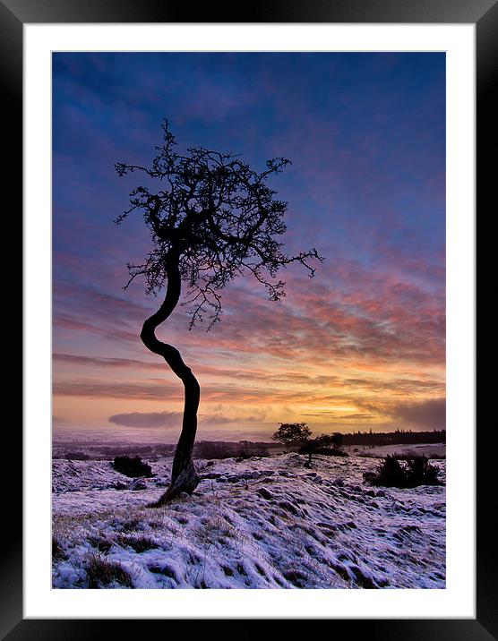 Crooked Tree Framed Mounted Print by Paul Appleby