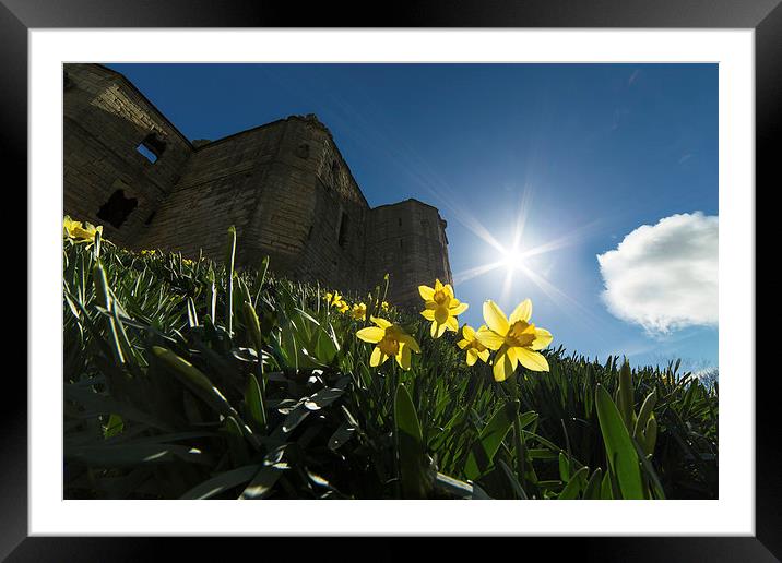 Warkworth Daffodils - Into the Sun Framed Mounted Print by Paul Appleby