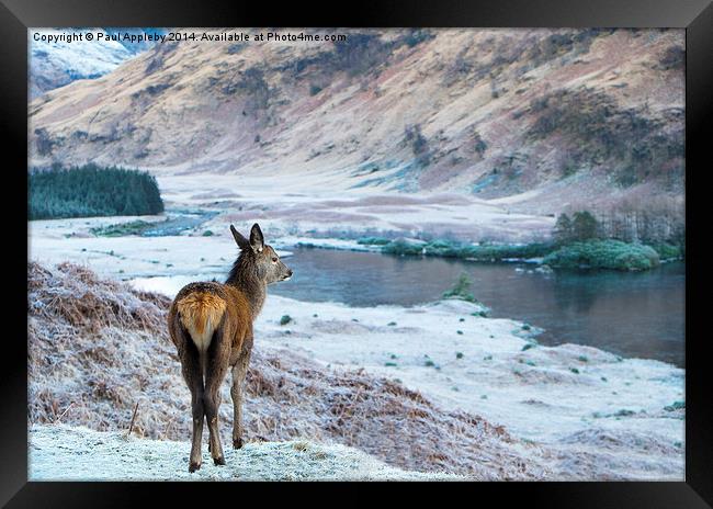  Glencoe Deer Framed Print by Paul Appleby