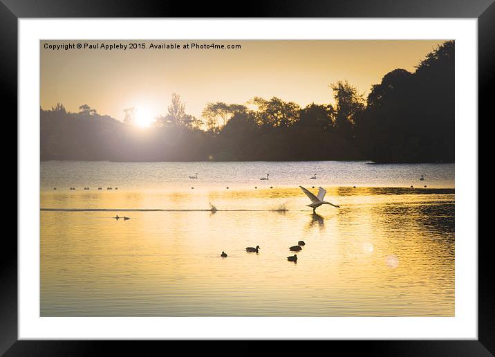  Swan Flight on Bolam Lake Framed Mounted Print by Paul Appleby