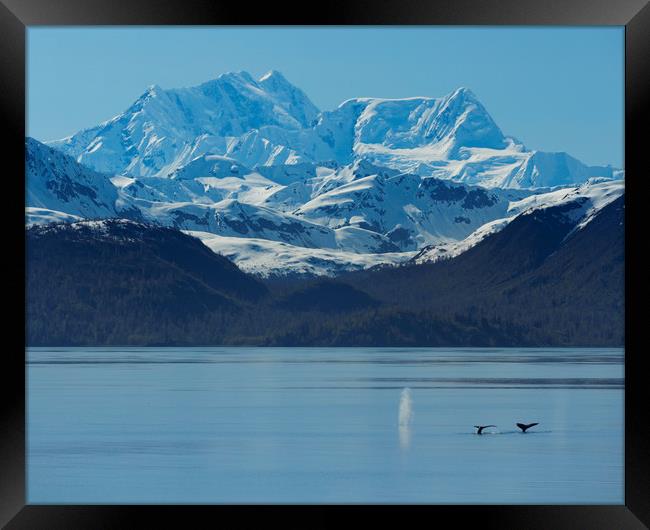 Glacier Bay - Humpback Whales Framed Print by Paul Appleby