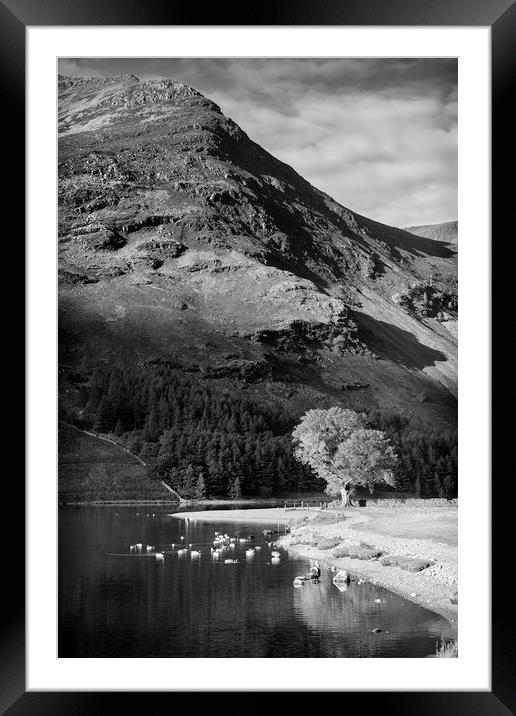 Tree on Lake Buttermere Framed Mounted Print by Paul Appleby