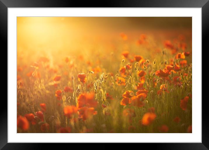 Sunset Poppies Framed Mounted Print by Paul Appleby
