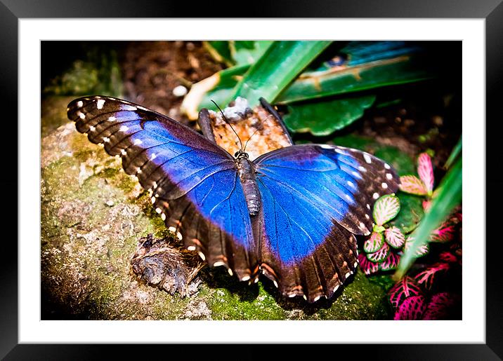 Blue Morpho Butterfly Framed Mounted Print by stephanie eleftheriou