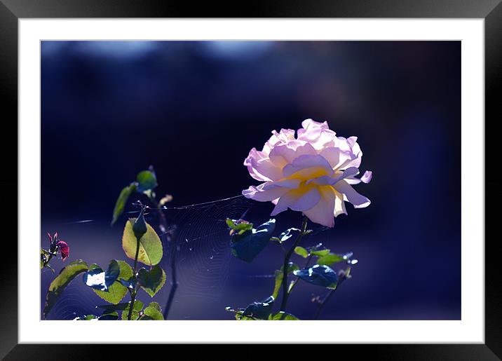 Rose in the morning sun Framed Mounted Print by Terry Pearce