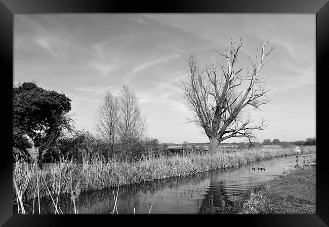 Fenland Lode Framed Print by Terry Pearce