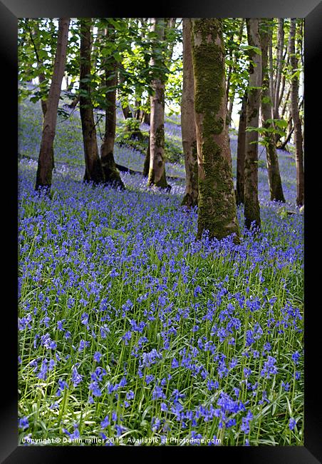 Blue bell woods Framed Print by Darrin miller