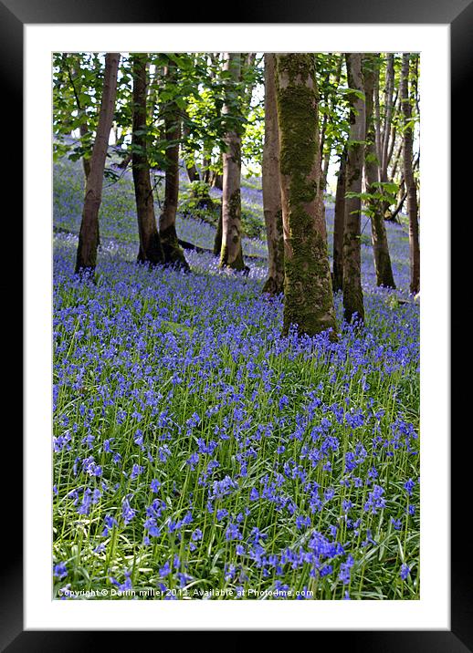 Blue bell woods Framed Mounted Print by Darrin miller