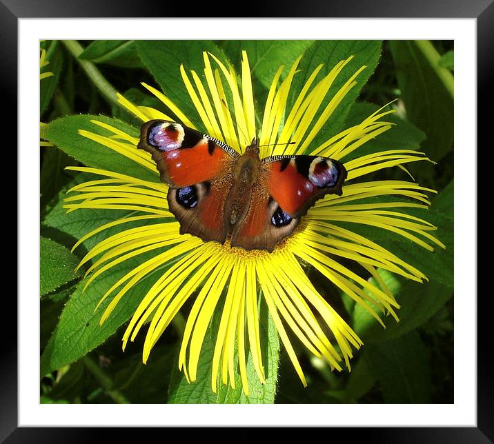 flower splash Framed Mounted Print by Darrin miller