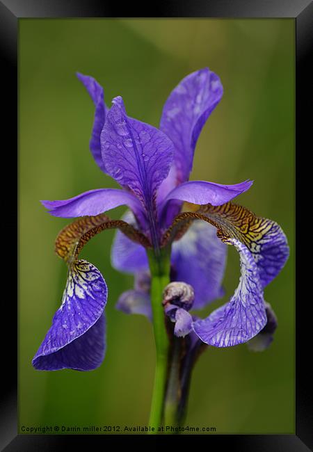 purple iris Framed Print by Darrin miller