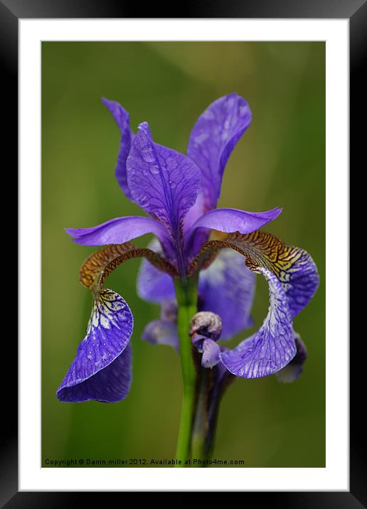 purple iris Framed Mounted Print by Darrin miller