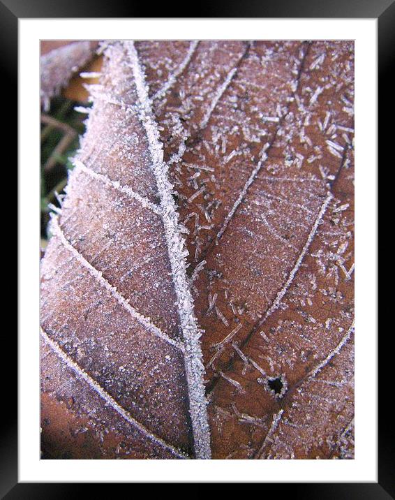 Frosted leaf Framed Mounted Print by Darrin miller