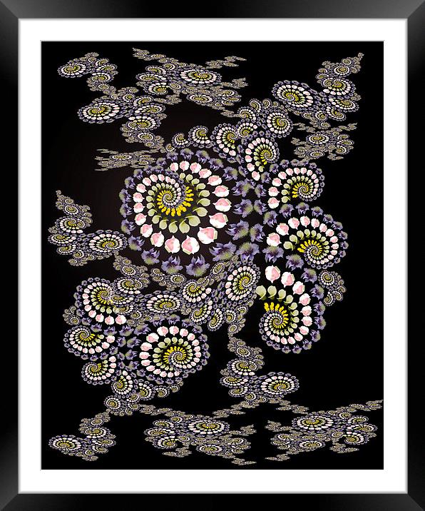 Fractal flower Framed Mounted Print by Darrin miller