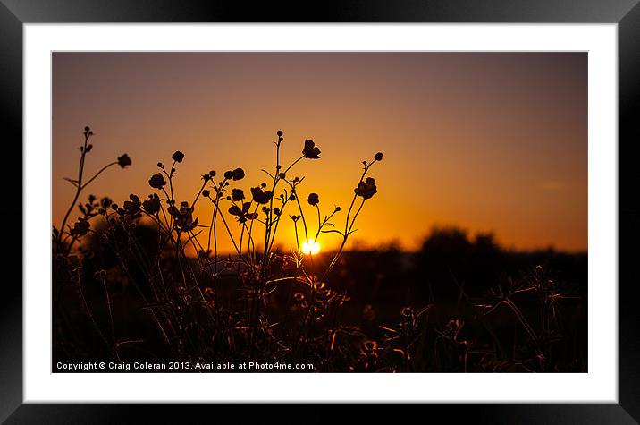 Buttercup sunset Framed Mounted Print by Craig Coleran