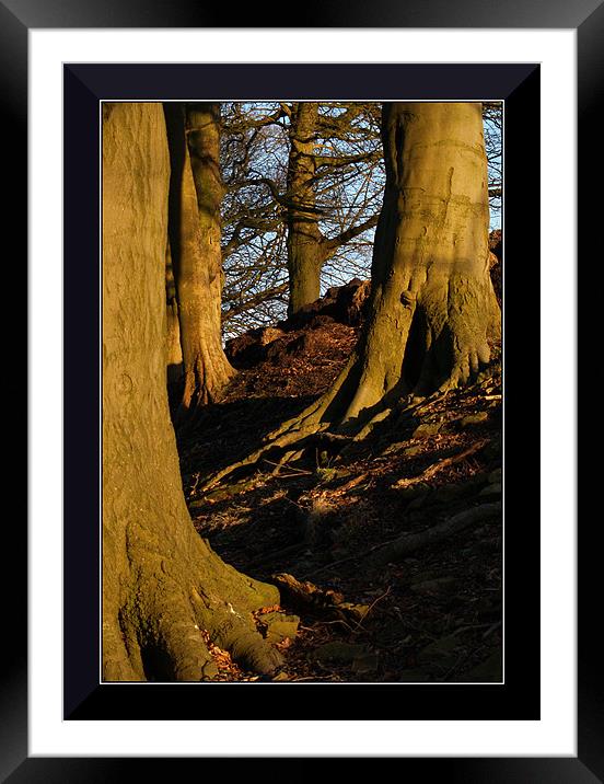 The legs of nature Framed Mounted Print by Craig Coleran