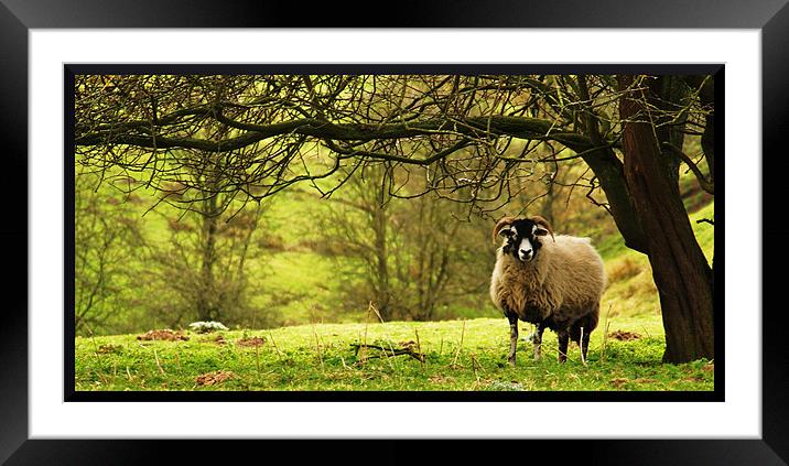 Lonesome ewe Framed Mounted Print by Craig Coleran