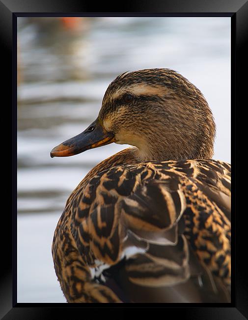posing duck Framed Print by Craig Coleran