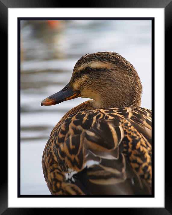 posing duck Framed Mounted Print by Craig Coleran