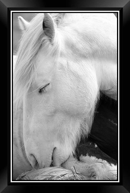 Sleeping pony Framed Print by Craig Coleran