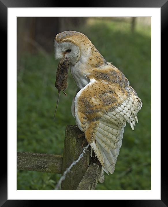 Barn Owl (Tyto alba) Framed Mounted Print by Peter Oak