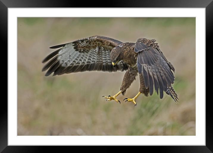 The Common Buzzard (Buteo buteo) Framed Mounted Print by Peter Oak