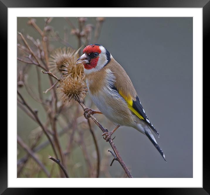 Goldfinch (Carduelis carduelis) Framed Mounted Print by Peter Oak