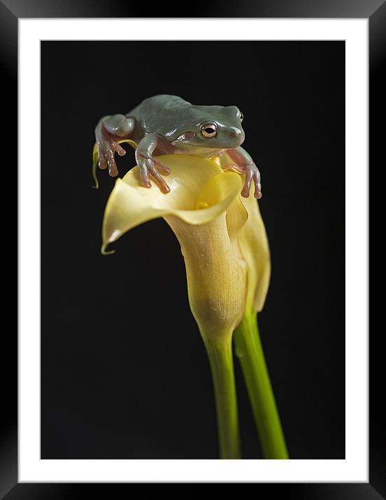 White-Lipped tree frog Framed Mounted Print by Peter Oak