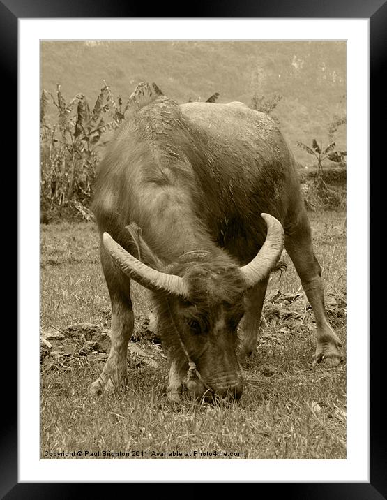 Water Buffalo Framed Mounted Print by Paul Brighton