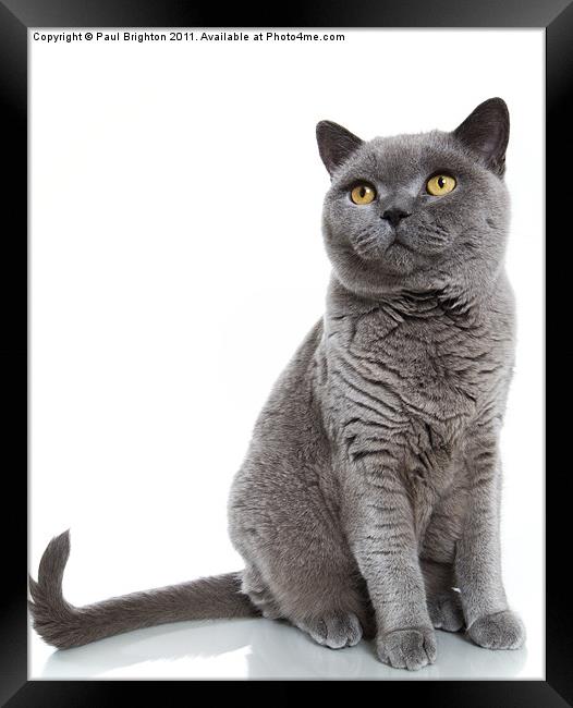 British Blue Shorthair Cat Framed Print by Paul Brighton