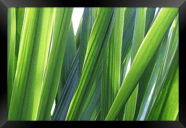 strands of grass Framed Print by Ray Canham